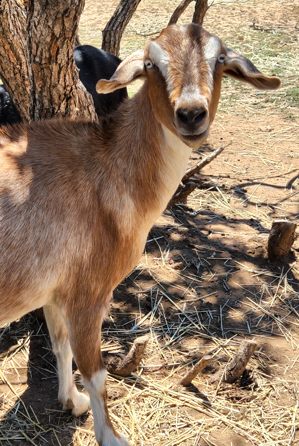 mini nubian goats for sale in colorado